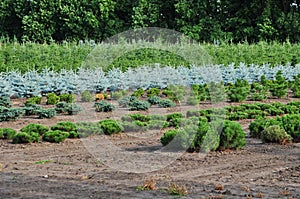 Tree farm