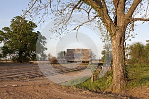 A tree on a farm, Mississippi