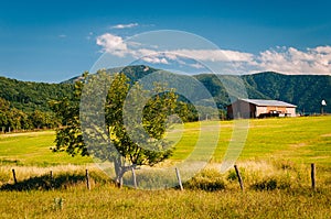 Tree and farm, with view of the Blue Ridge Mountains in the Shenandoah Valley of Virginia.