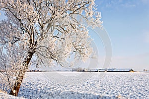 Tree and farm in a white winter landscape