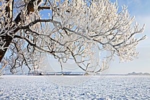 Tree and farm in a white winter landscape