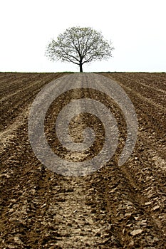 Strom a poľnohospodárska pôda 