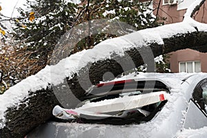 Tree fell on the car and crushed it due to heavy snow storm