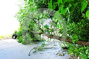 A tree that fell on a car during a hurricane