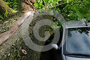 A tree fell on a car during a hurricane. Broken tree on a car close-up