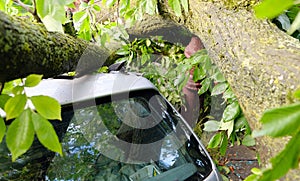 A tree fell on a car during a hurricane. Broken tree on a car close-up