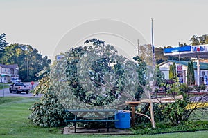 Tree Fell in Park by Mobil in Microburst Storm