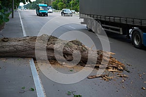 The tree fell on the road. Danger to traffic