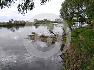 Fallen tree in the river