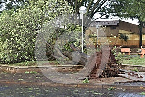 Tree that fell after a storm in the urban area. old tree trunk fallen in the city