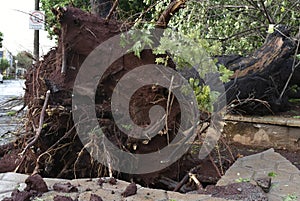 Tree that fell after a storm in the urban area. old tree trunk fallen in the city