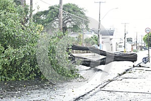 Tree that fell after a storm in the urban area. old tree trunk fallen in the city