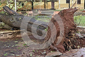 Tree that fell after a storm in the urban area. old tree trunk fallen in the city