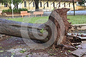 Tree that fell after a storm in the urban area. old tree trunk fallen in the city