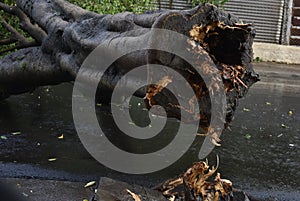 Tree that fell after a storm in the urban area. old tree trunk fallen in the city