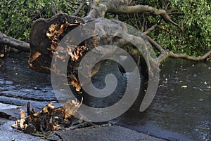 Tree that fell after a storm in the urban area. old tree trunk fallen in the city