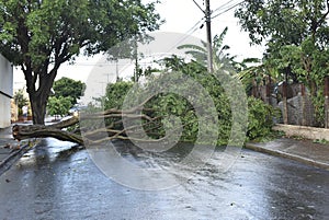 Tree that fell after a storm in the urban area. old tree trunk fallen in the city