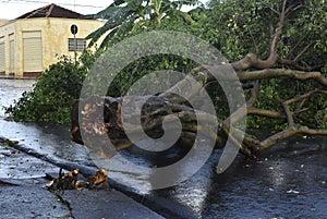 Tree that fell after a storm in the urban area. old tree trunk fallen in the city