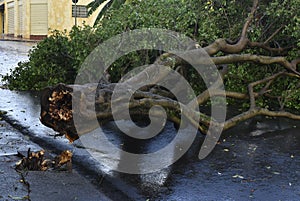 Tree that fell after a storm in the urban area. old tree trunk fallen in the city
