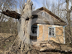 The tree fell on a wooden house in the forest. Old skewed house in the village. Abandoned, ruined building