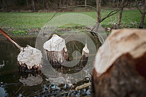 Tree felled by beaver