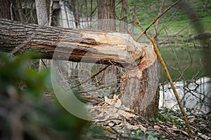 Tree felled by beaver