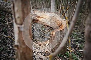 Tree felled by beaver