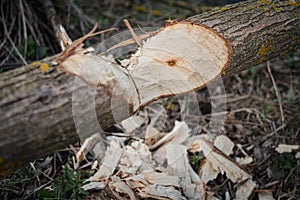 Tree felled by beaver