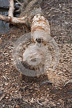 Tree felled by beaver