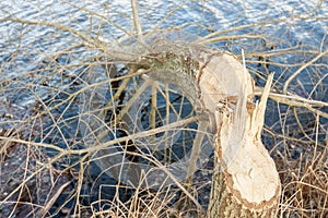 Tree felled by beavers