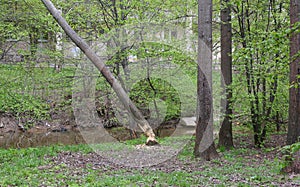 Tree felled by beavers on the riverbank in the city forest park