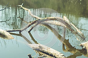 Tree felled by beavers in the water