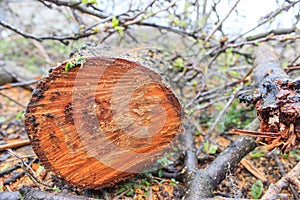 A tree felled in the forest