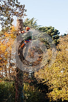 Tree fellier surrounded by flying wood chips