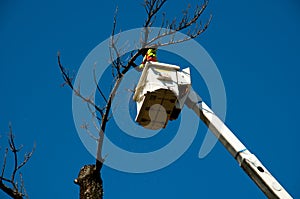 Tree Felling