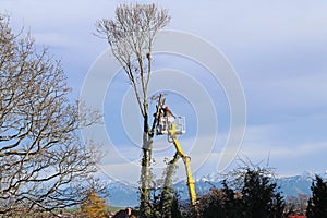 Tree felling with a crane