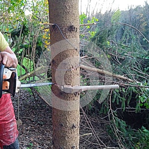 Tree felling and logging in the forest