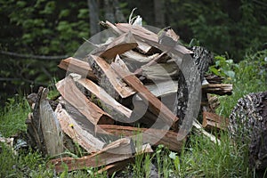 tree felling and logging in the forest