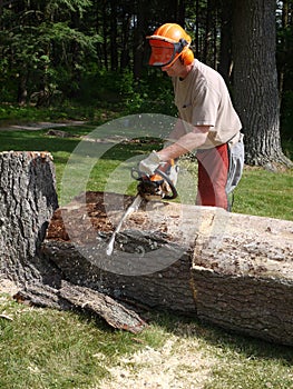 Tree felling: lumberjack chainsawing tree trunk