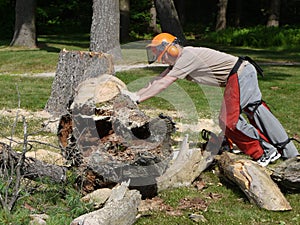 Tree felling: lumberjack man pushing fallen tree