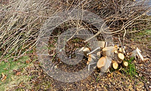 Tree felling work in the city in spring