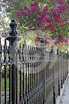 Tree and fence