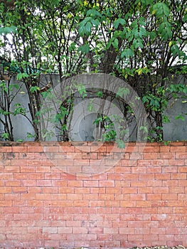 Tree fence and Red brown brick block wall in backyard garden at home