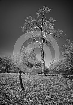 Tree and fencepost