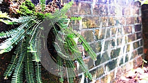 Tree fern