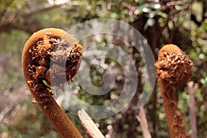 Tree fern