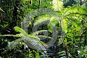 Tree fern in Amazonian rain forest Colombia