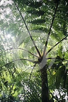 Tree fern arborescent primitive tree from the Jurassic in the tropical forest Venezuela photo