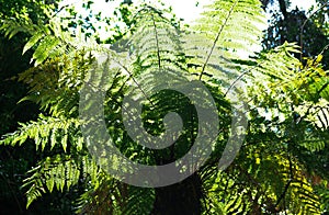 Tree Fern - backlit photo