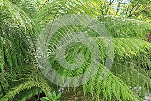 A tree fern Cyatheales in a rainforest photo